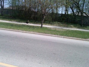 Fargo, North Dakota Turkey Pedestrian