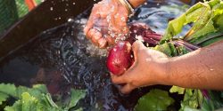 Global Organics